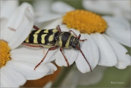 <p>TESAŘÍK Plagionotus floralis - jižní Morava</p>